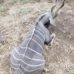 Lesser Kudu Hunting Tanzania