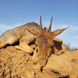 Kirk's dik-dik Hunting Tanzania