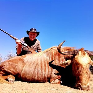 Golden Wildebeest Hunt South Africa