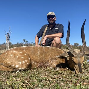 Chobe Bushbuck Zimbabwe