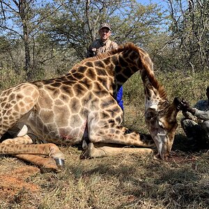 Giraffe Hunt South Africa