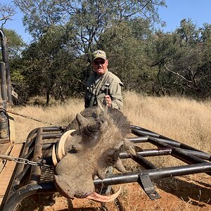 Warthog Hunt South Africa