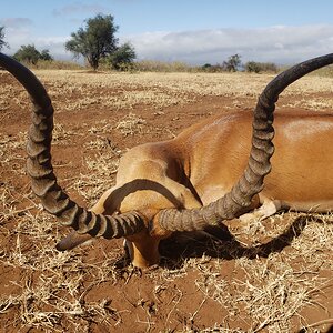 Impala Hunting Tanzania