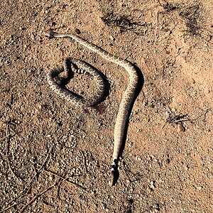 Western Diamondback Rattle Snakes
