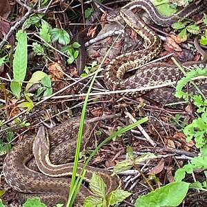 Garter Snakes Pocono Mountains Pennsylvania