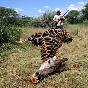 Giraffe Hunting South Africa