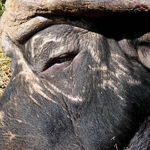 Buffalo Hunting South Africa