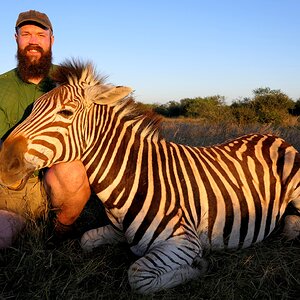 Zebra Hunting South Africa