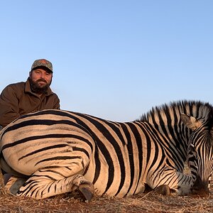 Zebra Hunt South Africa