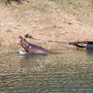 Hippo In The Harbor Zimbabwe