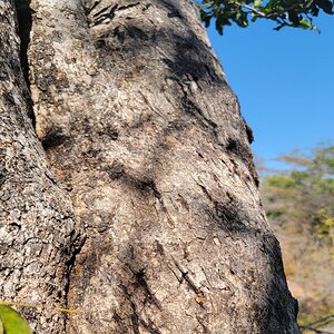 Leopard Claw Marks On A Tree Zimbabwe