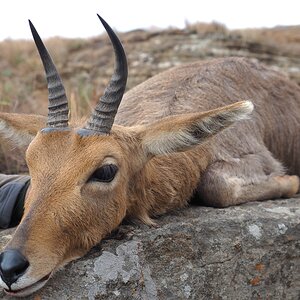 Mountain Reedbuck Hunt South Africa