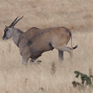 Eland  South Africa