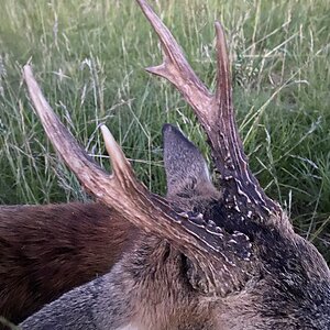 Roe Deer Hunting United Kingdom