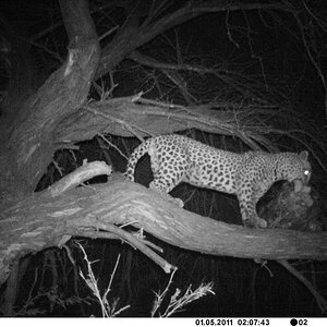 Leopard Bait Camera