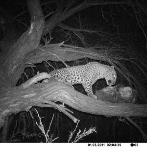 Leopard Bait Camera