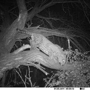 Leopard Bait Camera