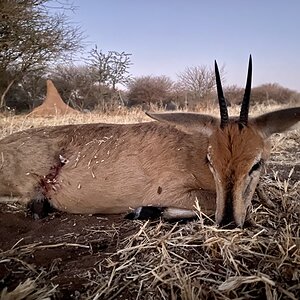 Duiker hunting in Namibia with Zana Botes Safari