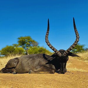 Black Impala Hunt South Africa