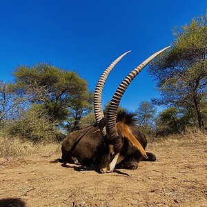 Sable Hunt South Africa