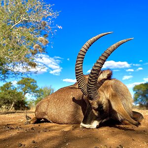 Roan Hunt South Africa