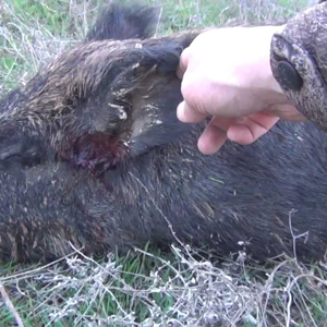 Pig Hunt Australia