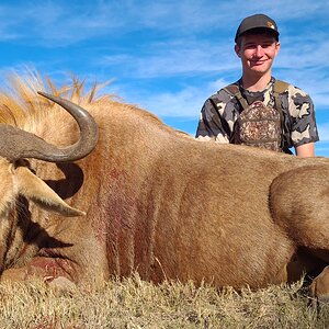 Golden Wildebeest Hunt Eastern Cape South Africa