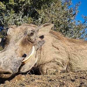 Warthog Hunt Eastern Cape South Africa