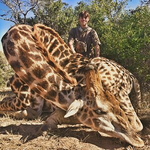 Giraffe Hunt Eastern Cape South Africa