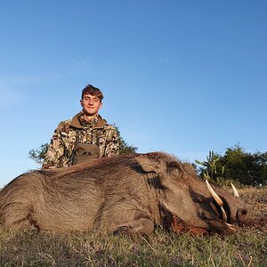 Warthog Hunt Eastern Cape South Africa