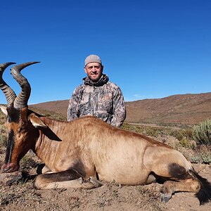 Red Hartebeest Hunt Eastern Cape South Africa