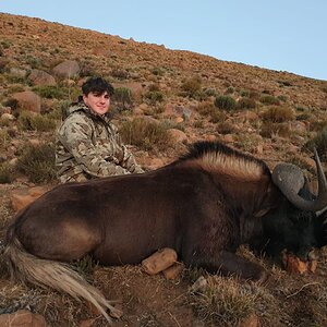 Black Wildebeest Hunt Eastern Cape South Africa