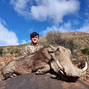 Warthog Hunt Eastern Cape South Africa