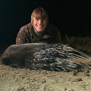 Porcupine Hunt Eastern Cape South Africa