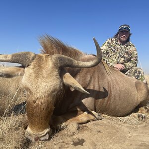 Golden Wildebeest Hunting South Africa