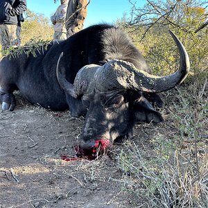 Buffalo Hunting South Africa