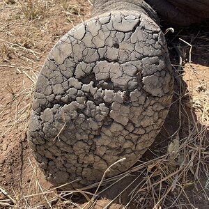 Elephant Foot