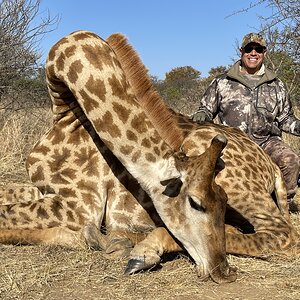 Giraffe Blesbok Hunting South Africa