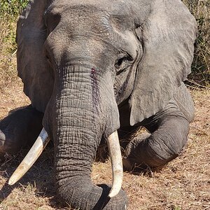 Elephant Omay Zimbabwe