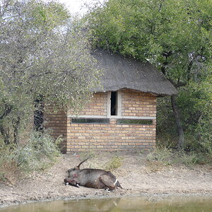 Watering Hole South Afica