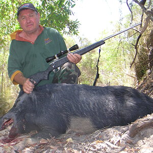 Hunting Pig Australia