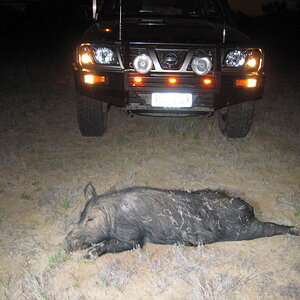 Pig Hunting Australia