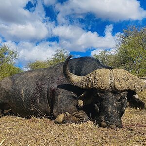 Buffalo Hunting South Africa