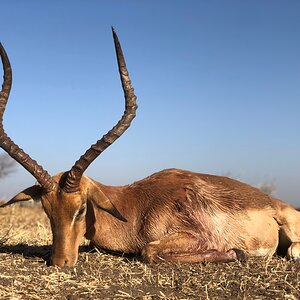 Impala Hunting South Africa