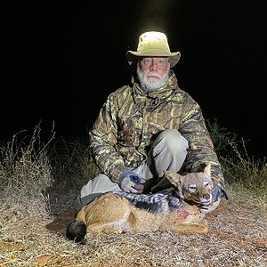 Jackal Hunting Limpopo South Africa