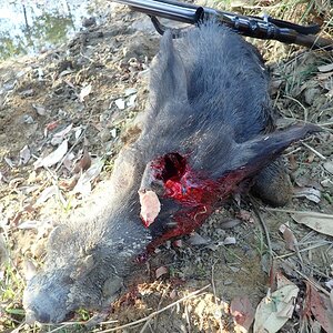 Pig Hunt Australia