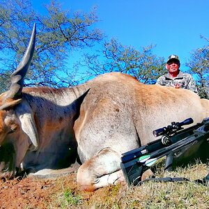 Air Bow Hunting Eland Eastern Cape South Africa