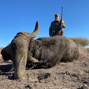 Buffalo Hunt Limpopo South Africa