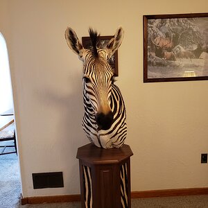 Zebra Pedestal Mount Taxidermy