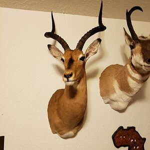 Impala Shoulder Mount Taxidermy